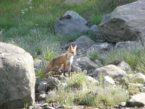 Лисица обыкновенная - Vulpes vulpes, Харитонова И., Северный арх.