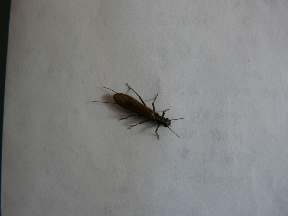 Веснянка, Plecoptera sp., Мурманская обл., Северный арх., о. Ряшков, Харитонова И.