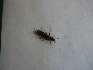 Веснянка, Plecoptera sp., Мурманская обл., Северный арх., о. Ряшков, Харитонова И.