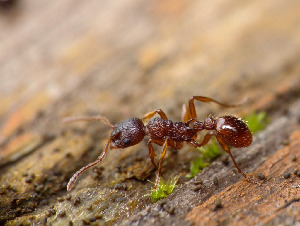 Муравей, Hymenoptera, Myrmica sp., Мурманская обл., Порья губа, о. Горелый, Доливо-Добровольский Д.