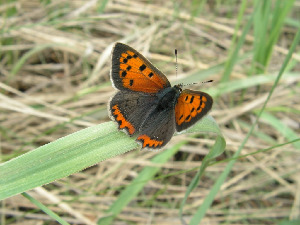 Червонец пламенный, Lepidoptera, Lycaena phlaeas (L.), Липецкая обл., Мельников М.