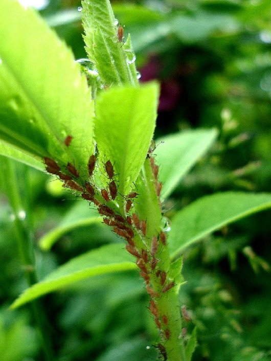 Тля, Homoptera, Мурманская обл., окр. Кандалакши, район р. Канды, Юрченко С.