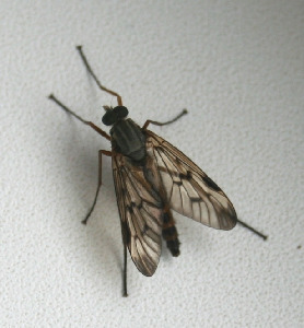 Бекасница, Diptera, Rhagio scolopaceus L., Мурманская обл., Мончегорск, Катаева Р.