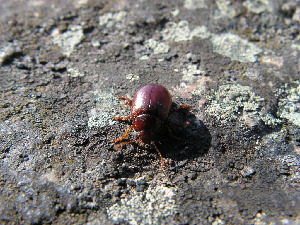 Листоед, Coleoptera, Chrysomelidae, Мурманская обл., Семь островов, о. Харлов, Мельников М.