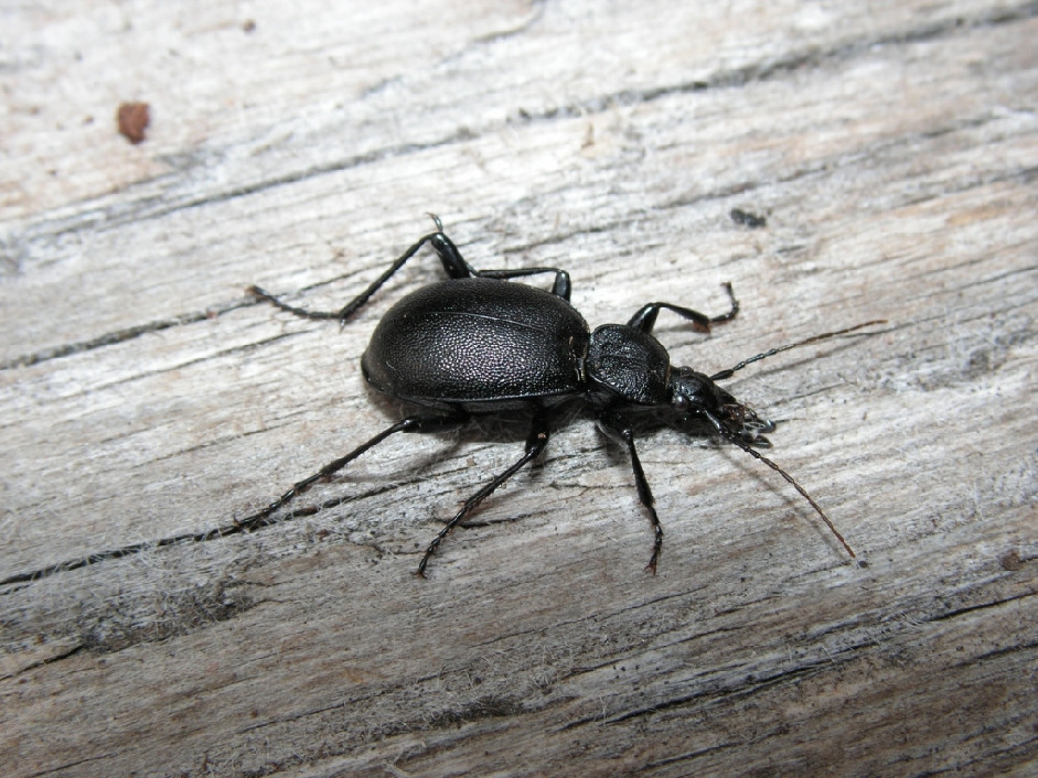 Жужелица, Coleoptera, Cychrus caraboides L., Мурманская обл., Семь островов, Мельников М.