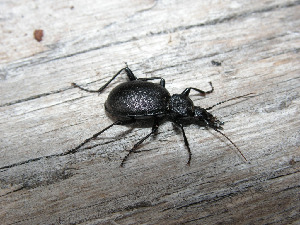 Жужелица, Coleoptera, Cychrus caraboides L., Мурманская обл., Семь островов, Мельников М.