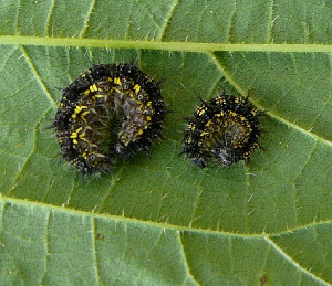 Гусеница крапивницы, Lepidoptera, Aglais urticae (L.), Мурманская обл., с. Лувеньга, Жулай Т.