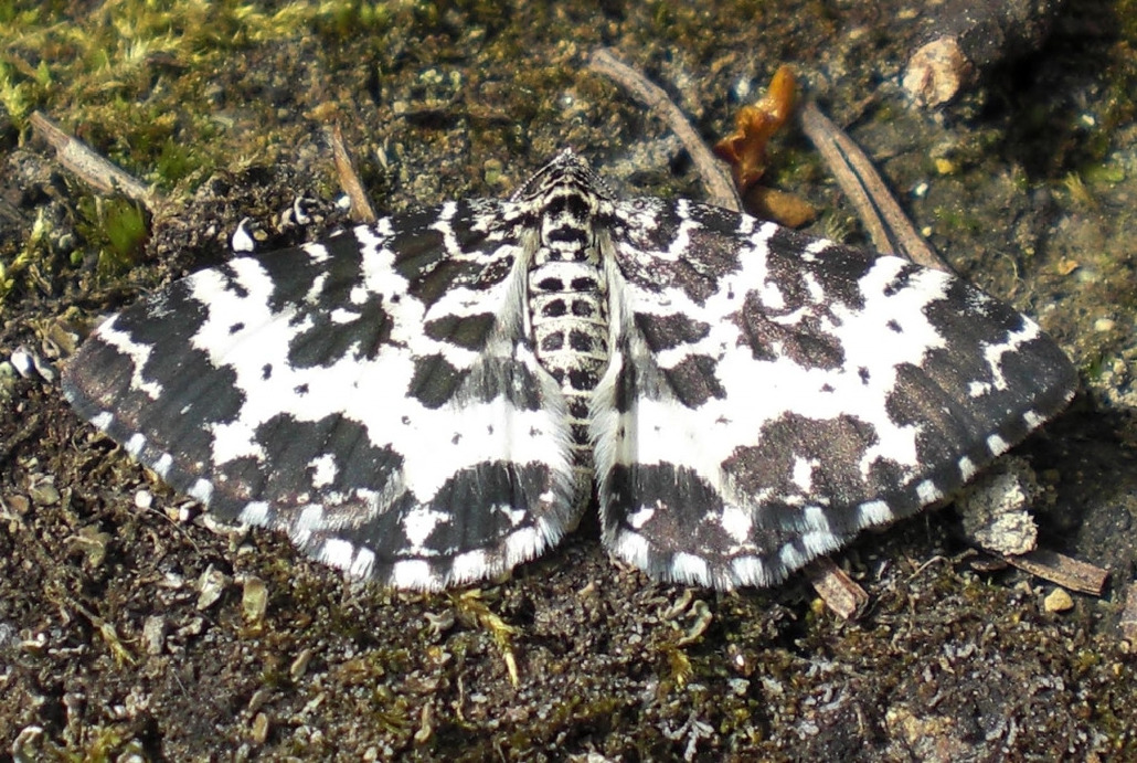 Пяденица, Lepidoptera, Rheumaptera hastta ( L.), Мурманская обл., Блинова И.