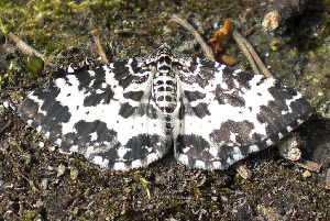 Пяденица, Lepidoptera, Rheumaptera hastta ( L.), Мурманская обл., Блинова И.