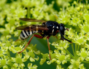 Журчалка, Diptera, Temostoma apiformis F.,Мурманская обл., Порья губа, о. Горелый, Доливо-Добровольский Д.
