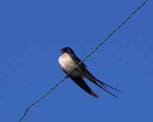 Ласточка деревенская, Hirundo rustica, Мурманская обл., Северный архипелаг, Вощиков В.