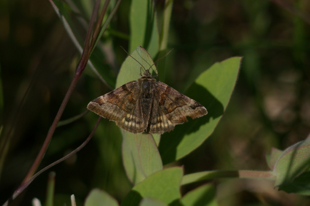 Ленточницы выемчатая, Lepidoptera, Euclidia glyphica (L.), Мурманская обл., Лувеньга, Толмачева Е.