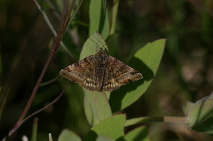 Ленточницы выемчатая, Lepidoptera, Euclidia glyphica (L.), Мурманская обл., Лувеньга, Толмачева Е.