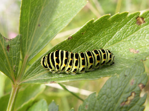 Гусеница махаона, Lepidoptera, Papilio machaon L., Мурманская обл., Лувеньга, Корякина Е.
