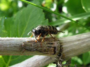 Оса, Hymenoptera, Dolychovespula saxonica ( F) ,Мурманская обл., Семь островов, о. Харлов, Мельников М.