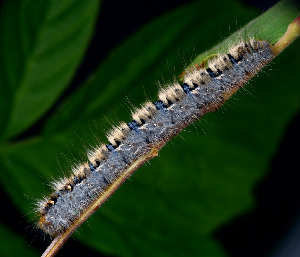 Гусеница коконопряда дубового, Lepidoptera, Lasiocampa quercus (L.), Мурманская обл., Порья губа, о. Горелый, Доливо-Добровольский Д.