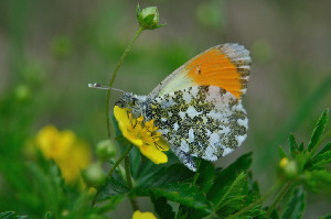 Зорька, Lepidoptera, Anthocharis cardamines (L.), Мурманская обл., окр. Лувеньги, Быков Ю.