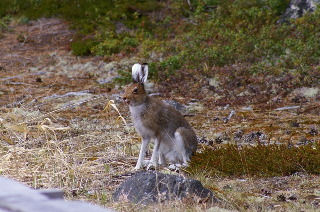 Заяц-беляк - Lepus timidus, Вощиков В., Северный арх.