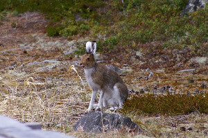 Заяц-беляк - Lepus timidus, Вощиков В., Северный арх.