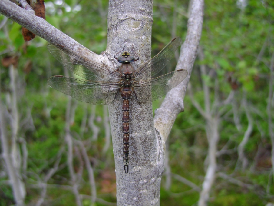 Коромысло, Odonata, Aeschna sp/, Мурманская обл., Северный архипелаг, Вощиков В.