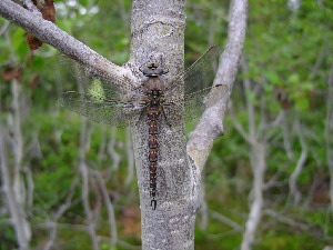 Коромысло, Odonata, Aeschna sp/, Мурманская обл., Северный архипелаг, Вощиков В.