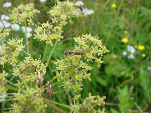 Журчалка, Diptera, Syrphidae. Мурманская обл., окр. Лувеньги, Корбут В.