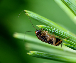 Таракан лапландский, Blattodea, Ectobius lapponicus, Мурманская обл., Порья губа, о. Горелый, Доливо-Добровольский Д.
