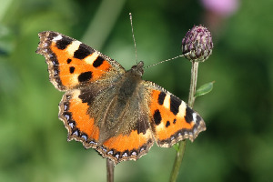 Крапивница, Lepidoptera, Aglais urticae (L.), Ленинградская обл., Покотилов В.