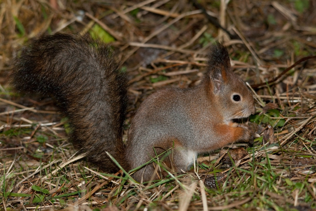 Белка обыкновенная - Sciurus vulgaris , Покотилов В., Ленинградская обл.
