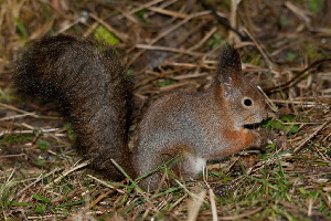 Белка обыкновенная - Sciurus vulgaris , Покотилов В., Ленинградская обл.