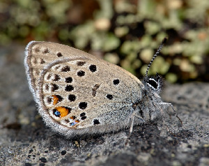 Голубянка торфяниковая, Lepidoptera, Vacciniina optilete (Knoch), Мурманская обл., Порья губа, о-в Горелый, Доливо-Добровольский Д.