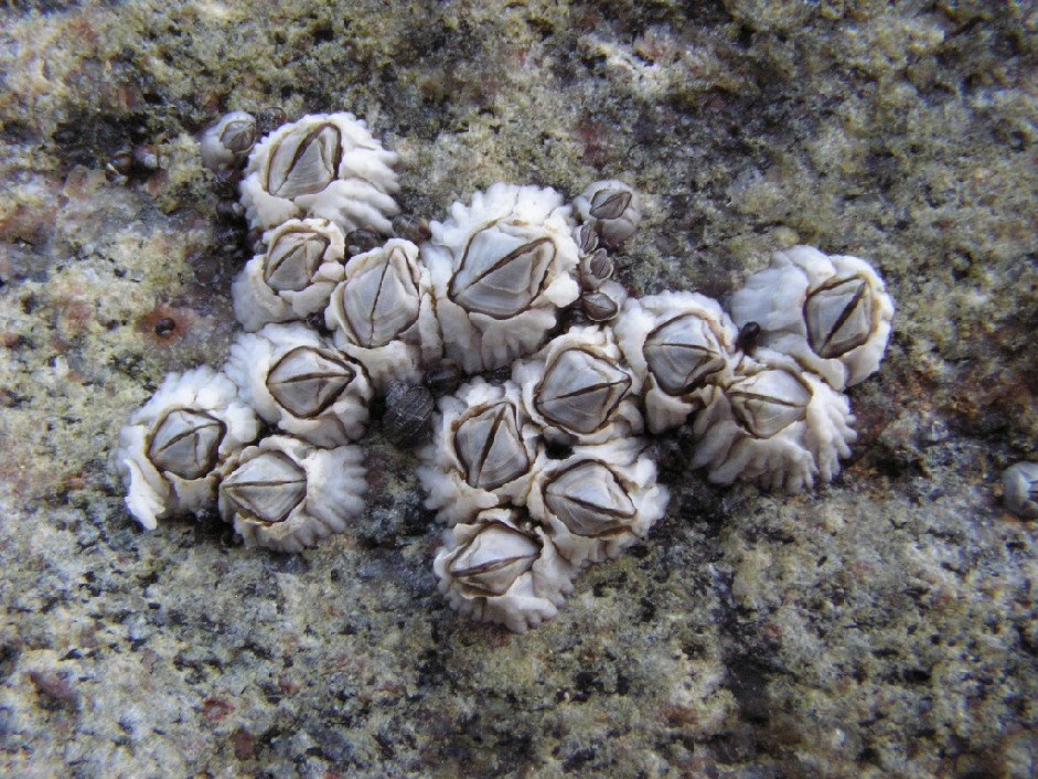 Морской жёлудь, Semibalanus balanoides (L.), Мурманская обл., Северный архипелаг, о. Ряшков, Егоров А.