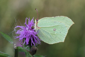 Лимонница, Lepidoptera, Gonepteryx rhamni (L.), Ленинградская обл., Покотилов В.