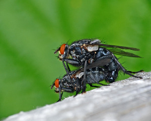 Муха -мясоедка, Diptera, Sarcophagidae. Мурманская обл., Порья губа, о-в Горелый, Доливо-Добровольский Д.