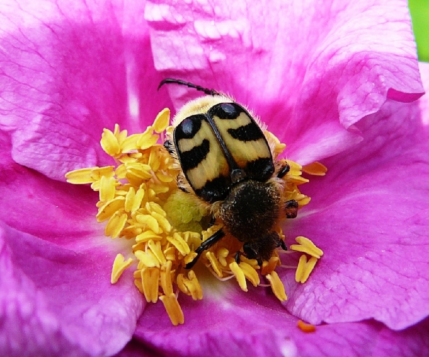 Восковик перевязанный, Coleoptera, Trichius fasciatus L., Мурманская обл., окр. Лувеньги, Жулай Т.