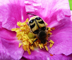 Восковик перевязанный, Coleoptera, Trichius fasciatus L., Мурманская обл., окр. Лувеньги, Жулай Т.