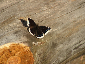 Траурница, Lepidoptera, Nymphalis antiopa (L.), Липецкая обл., Мельников М.