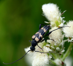 Усач, Coleoptera, Judolia sexmaculata, Мурманская обл., Порья губа, о. Горелый, Доливо-Добровольский Д.