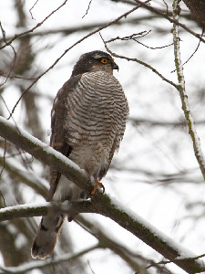 Перепелятник, Accipiter nisus, Ленинградская обл., Покотилов В.