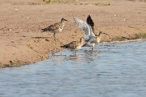 Кроншнеп средний, Numenius phaeopus. Ленинградская обл. Бабаджанян А.