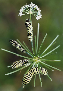 Гусеница махаона, Lepidoptera, Papilio machaon L., Мурманская обл., Александров Г.