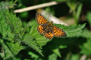 Перламутровка Селена, Lepidoptera, Boloria selene ( Den. et Schiff.), Мурманская обл., окр. Лувеньги, Быков Ю.