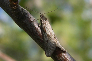 Листовертка, Lepidoptera, Exapate congelatella, Мурманская обл., Блинова И.