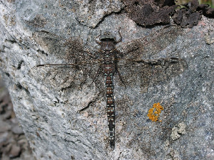 Коромысло, Odonata, Aeschna subarctica Walker, Мурманская обл., Семь островов, о. Харлов, Мельников М.