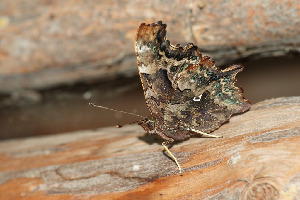 Углокрыльница с-белое, Lepidoptera, Polygonia c-album (L.), Ленинградская обл., Покотилов В.