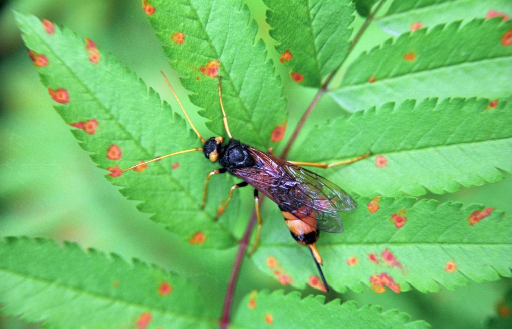 Рогохвост большой, Hymenoptera, Urocerus gigas (L.) , Мурманская обл., окр. Колвицы, Быков Ю.