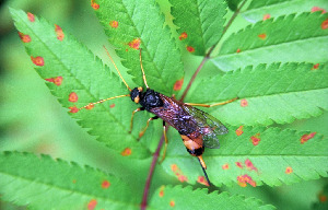 Рогохвост большой, Hymenoptera, Urocerus gigas (L.) , Мурманская обл., окр. Колвицы, Быков Ю.