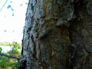 Ручейник, Trichoptera, Phryganea sp., Мурманская обл., Северный арх., о. Лодейный, Харитонова И.